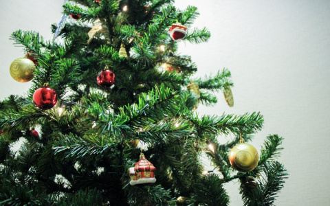 Нижегородцам рассказали, как правильно выбрать новогоднюю елку