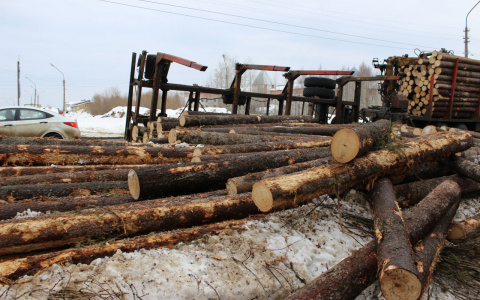 В Нижегородской области резко увеличились объемы незаконной вырубки