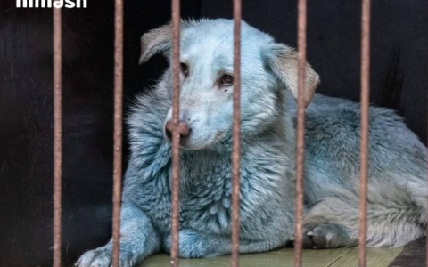 В США хотят забрать синюю собаку с Дзержинского завода