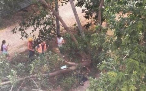 Упавшее от ветра дерево раздавило человека в Нижегородской области