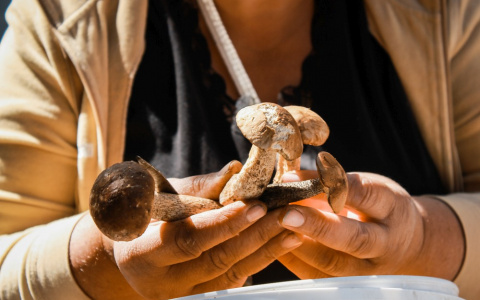 10 человек отравились грибами в Нижегородской области с начала года